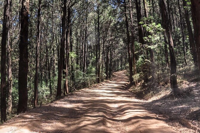 Day Trip to Menagesha Suba Forest from Addis Ababa - The hike and timing: how a 6 to 7 hour day really feels
