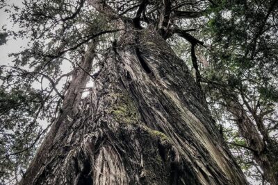 Day Trip to Menagesha Suba Forest from Addis Ababa