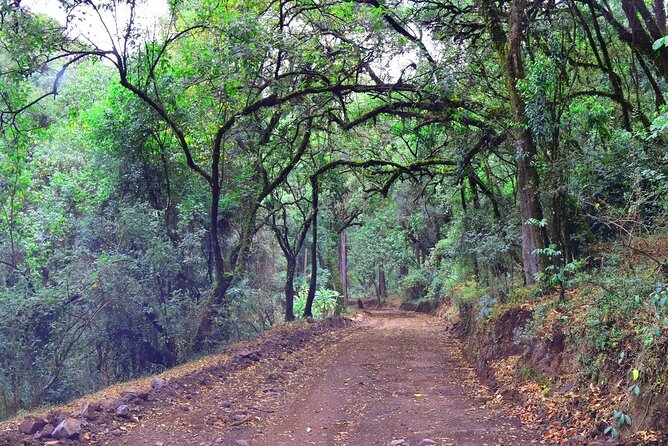 Day Trip to Menagesha Suba Forest from Addis Ababa - Lunch, Ethiopian coffee, and how the guide can shape your day