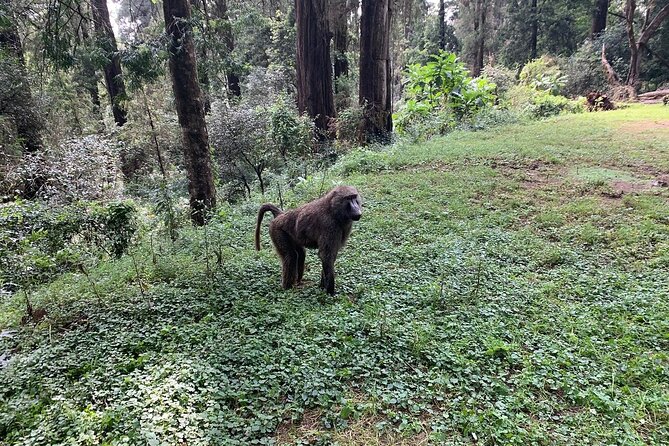 Day Trip to Menagesha Suba Forest from Addis Ababa - Price and value: is $130 a fair deal for this day?