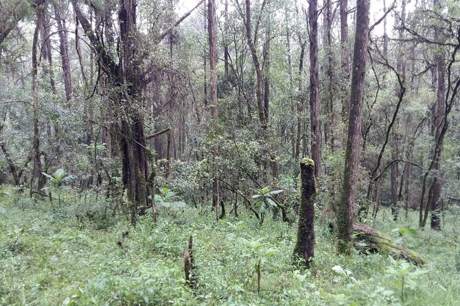 Day Trip to Menagesha Suba Forest from Addis Ababa - Should you book it? My honest call
