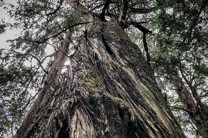 Day Trip to Menagesha Suba Forest from Addis Ababa - From Bole Airport or your Addis hotel: getting there without stress