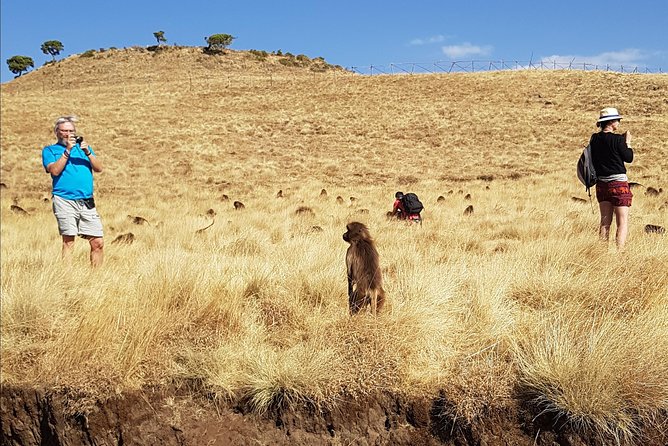 Debre Libanos Monastery and Jemma River Gorge - Day Tour from Addis Ababa - Lunch, van comfort, and the flow of a 7 to 9 hour day