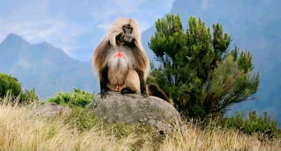 Debre Libanos Monastery & Scenic Portuguese Bridge Tour - Price and value: what $103 includes, and what it means for your day