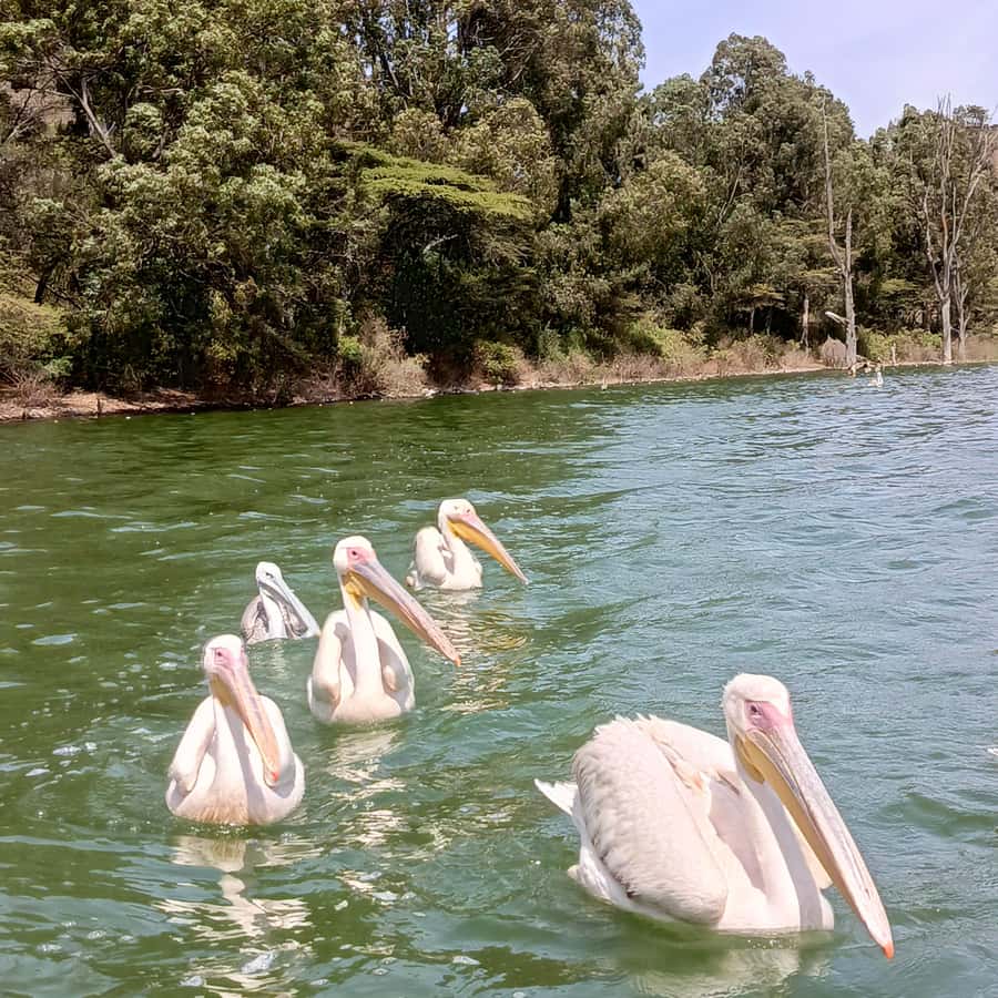 From Addis Ababa: Bisheftu Lake Side Tour - Key things I’d prioritize on this Bishoftu tour