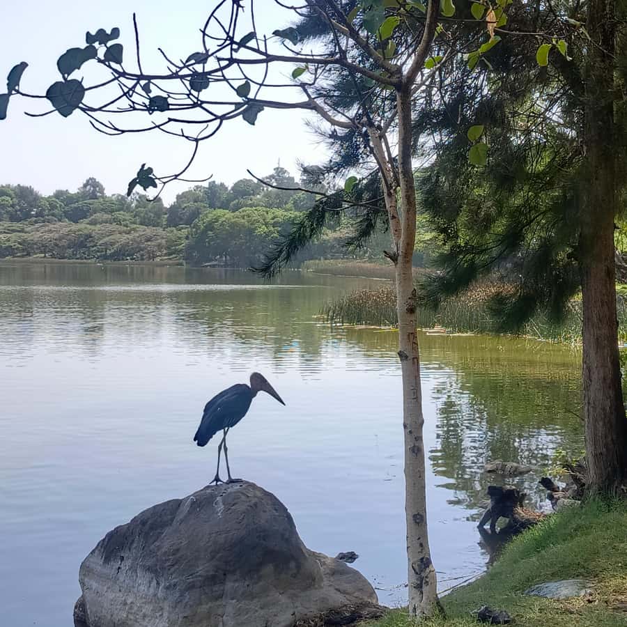From Addis Ababa: Bisheftu Lake Side Tour - Bishoftu crater lakes, 50 km from Addis Ababa