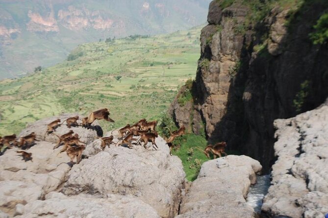 Nature & Historical day trip to Debrelibanos and the beautiful Jemma valley - Debre Libanos and Jemma Valley, what you’re really signing up for