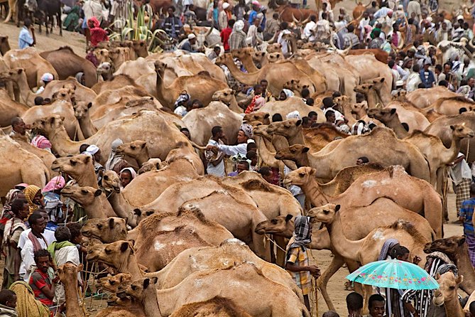 North Ethiopia Round Trip Tours From Addis Ababa - North Ethiopia Round Trip, what makes this 9-day route work