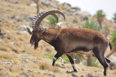 North Ethiopia Round Trip Tours From Addis Ababa