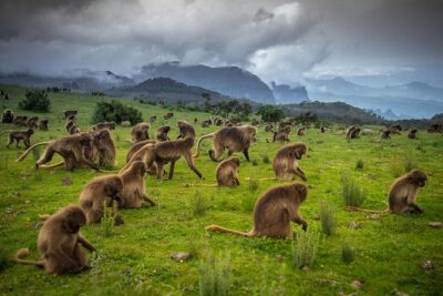 North Ethiopia Tours 12 Days From Addis Ababa