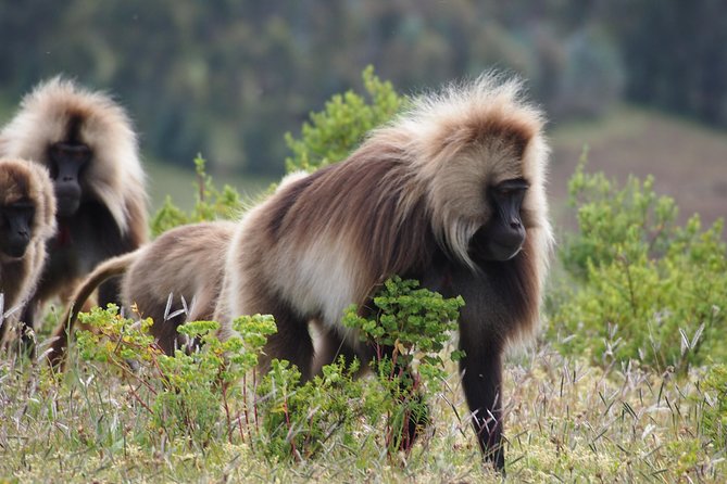 Northern Ethiopia Historic Route - Mount Entoto for your Addis Ababa panorama