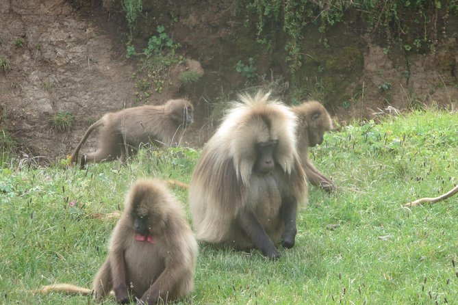 Northern Ethiopia & Trekking Simien Mountains , 10 Days - Day 3 Gondar Highlights: Royal Enclosure, Debre Birhan Selassie, and More