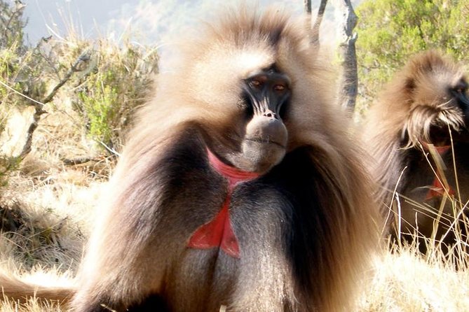 Private Day Trip to Debre Libanos Portuguese Bridge Galada Baboon - The Drive Past Rural Ethiopia to Ethio-German Park Hotel and the Jemma River View