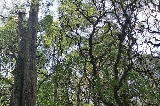 Round Trip to Menagesha Suba Forest Park - Key things I’d watch for before you go