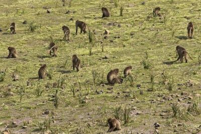 Simien Mountains – 4 Days