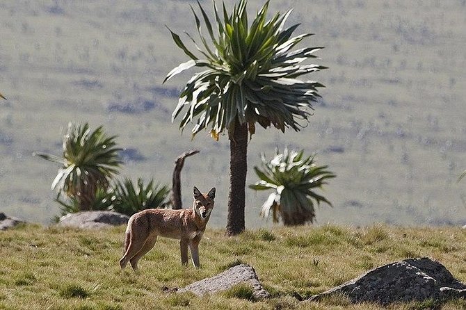 Simien Mountains - 4 Days - Wildlife, views, and what not to miss on each day