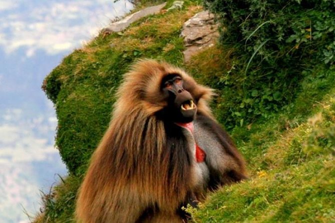 Two days Lake Wenchi and Menagesha Forest - Your pace choices: hiking, horseback riding, or a boat trip on the lake