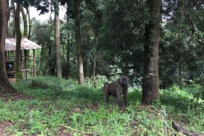 Two days Lake Wenchi and Menagesha Forest