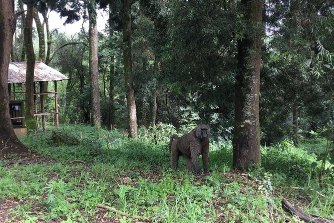 Two days Lake Wenchi and Menagesha Forest - Price and logistics: is $328.21 per person good value?